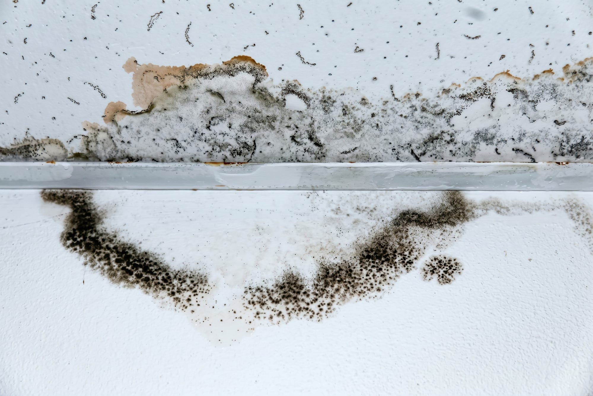 Mold growth spreading across a ceiling along a trim line