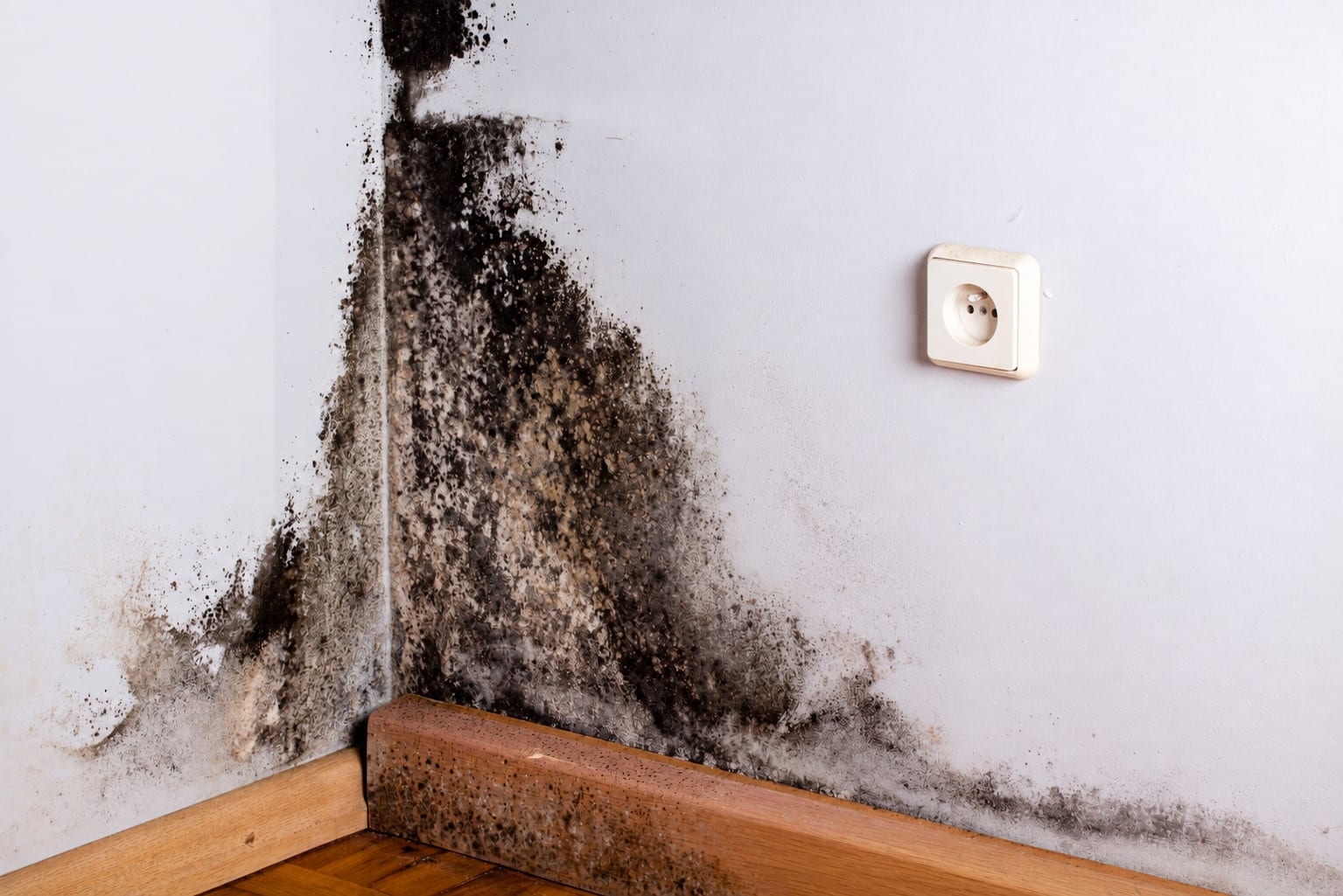 Heavy black mold growth in a room corner above the baseboard