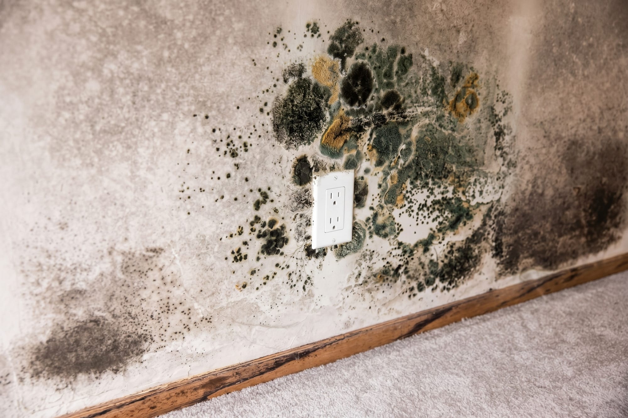 Mold on a finished basement wall next to carpet and an electrical outlet