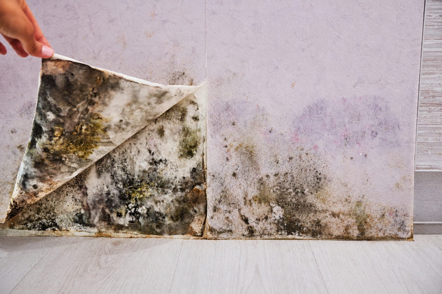 Wallpaper peeled back to reveal mold hidden on the wall behind it